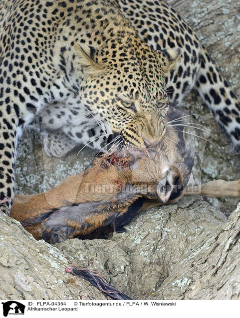 Afrikanischer Leopard / African leopard / FLPA-04354