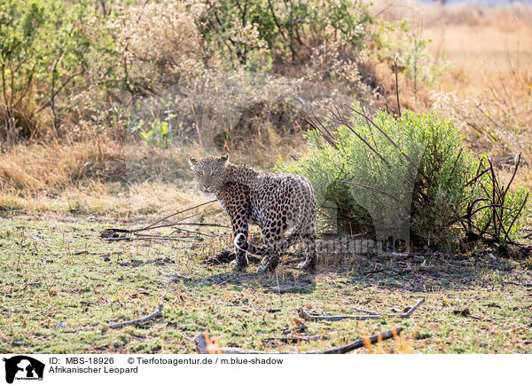 Afrikanischer Leopard / African leopard / MBS-18926