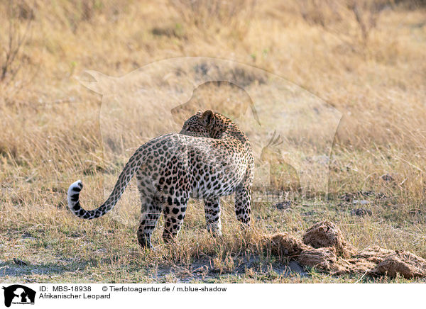 Afrikanischer Leopard / African leopard / MBS-18938
