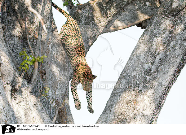 Afrikanischer Leopard / African leopard / MBS-18941