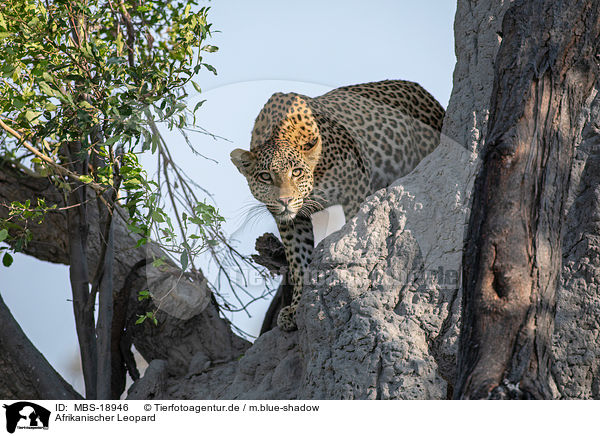 Afrikanischer Leopard / African leopard / MBS-18946
