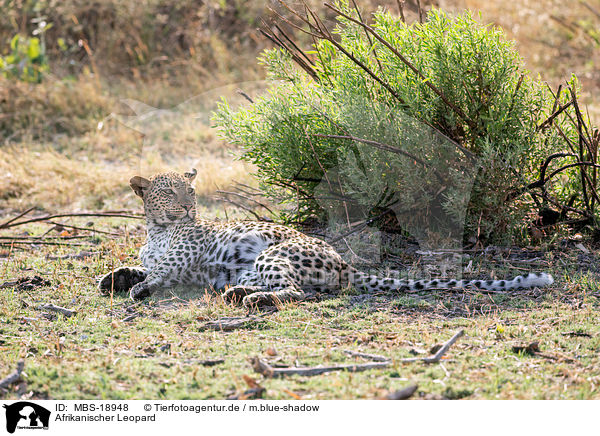 Afrikanischer Leopard / African leopard / MBS-18948