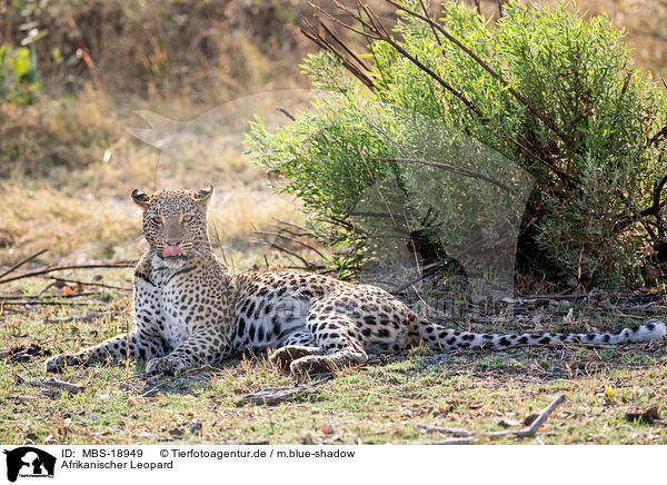 Afrikanischer Leopard / African leopard / MBS-18949