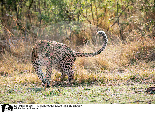 Afrikanischer Leopard / African leopard / MBS-18951