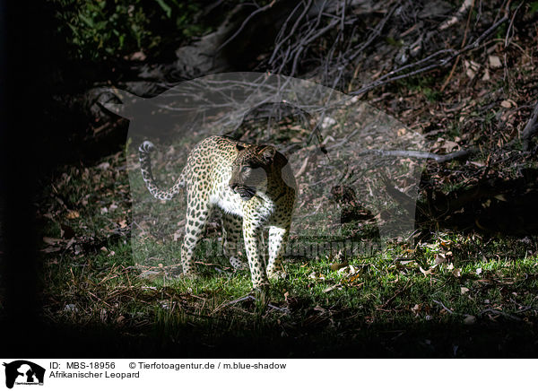 Afrikanischer Leopard / African leopard / MBS-18956