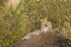 Afrikanische Leoparden