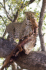 Afrikanischer Leopard