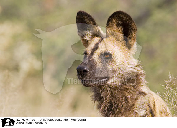 Afrikanischer Wildhund / HJ-01499