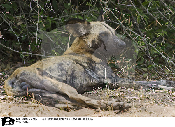 Wildhund / African hunting dog / MBS-02758