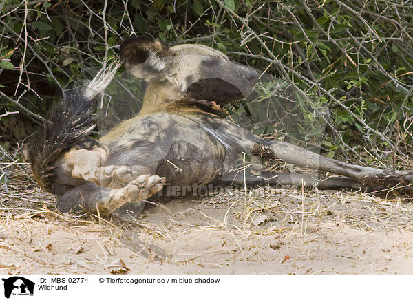 Wildhund / African hunting dog / MBS-02774