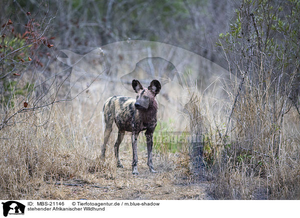 stehender Afrikanischer Wildhund / standing African Hunting Dog / MBS-21146