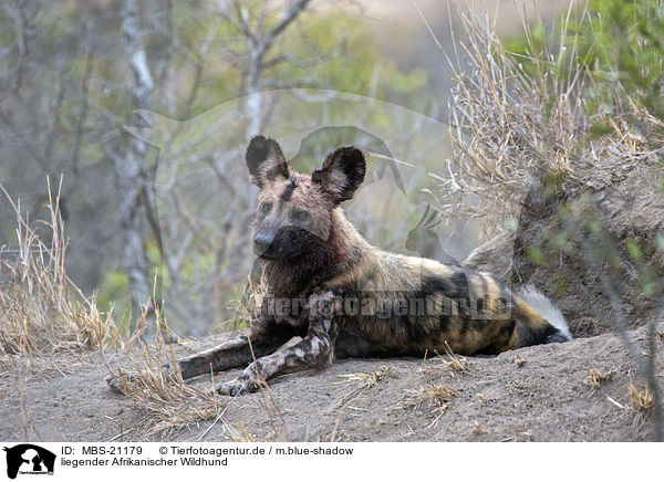 liegender Afrikanischer Wildhund / lying African Hunting Dog / MBS-21179