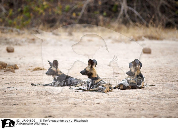 Afrikanische Wildhunde / African hunting dogs / JR-04896