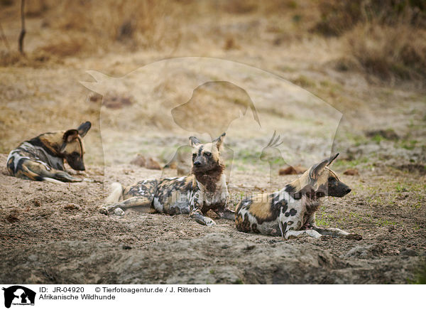 Afrikanische Wildhunde / African hunting dogs / JR-04920
