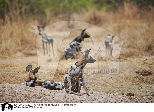 Afrikanische Wildhunde / African hunting dogs / JR-04923