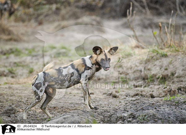 Afrikanischer Wildhund / JR-04924