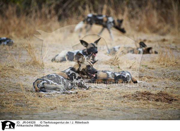 Afrikanische Wildhunde / African hunting dogs / JR-04926