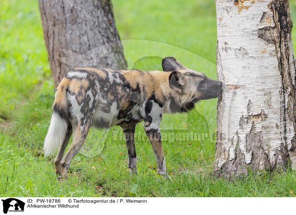 Afrikanischer Wildhund / African hunting dog / PW-18786