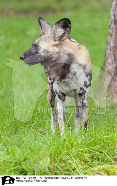 Afrikanischer Wildhund / African hunting dog / PW-18789