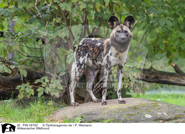 Afrikanischer Wildhund / African hunting dog / PW-18792