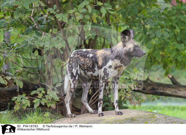 Afrikanischer Wildhund / African hunting dog / PW-18793