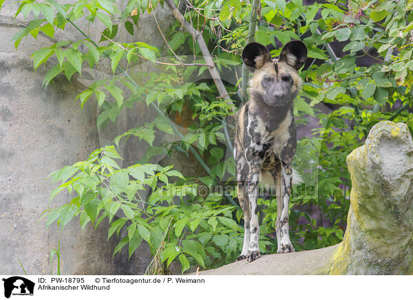 Afrikanischer Wildhund / African hunting dog / PW-18795