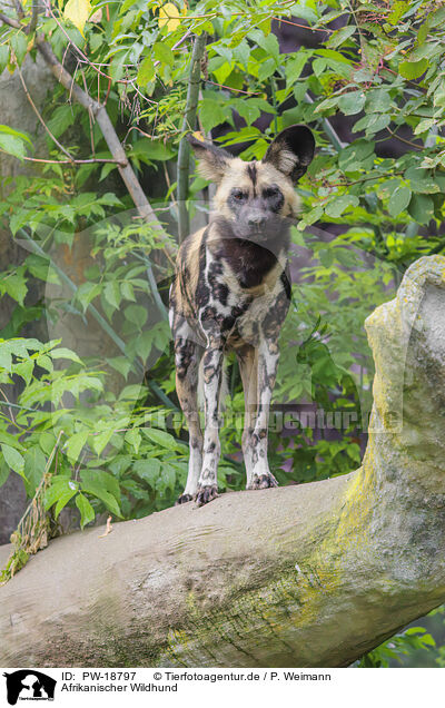 Afrikanischer Wildhund / African hunting dog / PW-18797