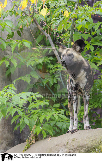 Afrikanischer Wildhund / African hunting dog / PW-18800