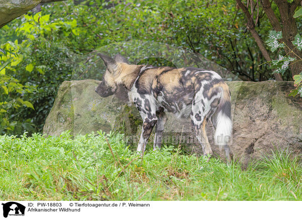 Afrikanischer Wildhund / African hunting dog / PW-18803