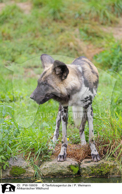 Afrikanischer Wildhund / African hunting dog / PW-18809