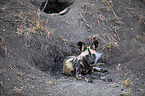 liegender Afrikanischer Wildhund