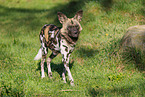 Afrikanischer Wildhund