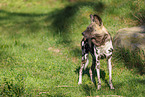 Afrikanischer Wildhund