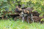 Afrikanischer Wildhund