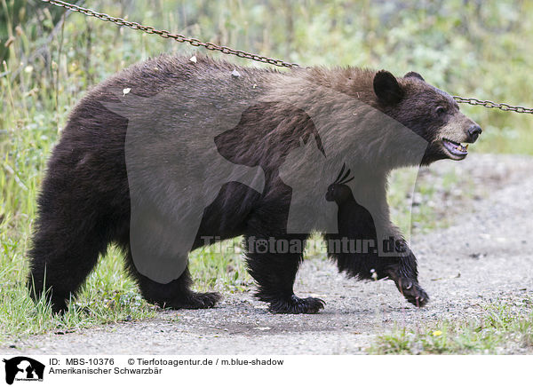 Amerikanischer Schwarzbr / American black bear / MBS-10376