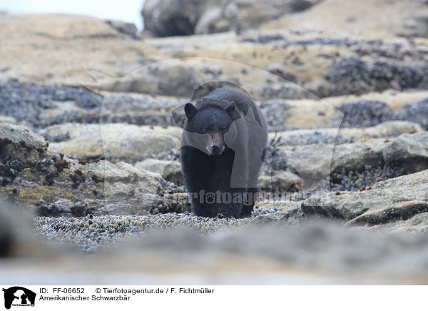 Amerikanischer Schwarzbr / American black bear / FF-06652