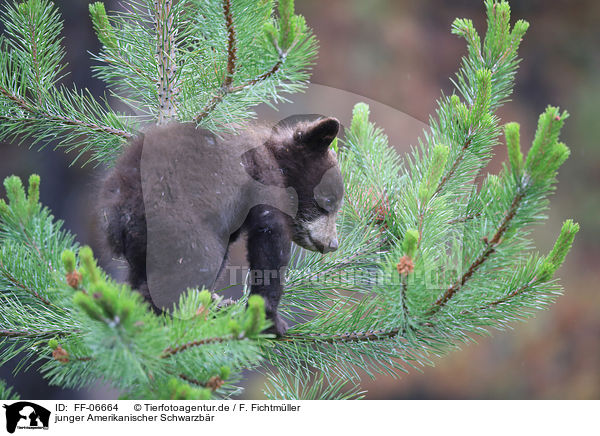 junger Amerikanischer Schwarzbr / American black bear cub / FF-06664