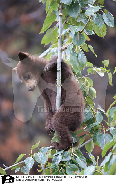 junger Amerikanischer Schwarzbr / American black bear cub / FF-06675