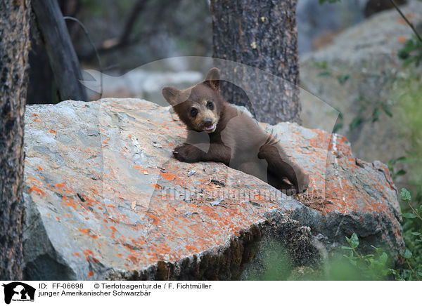 junger Amerikanischer Schwarzbr / American black bear cub / FF-06698