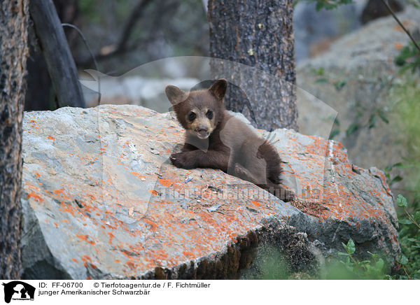 junger Amerikanischer Schwarzbr / American black bear cub / FF-06700