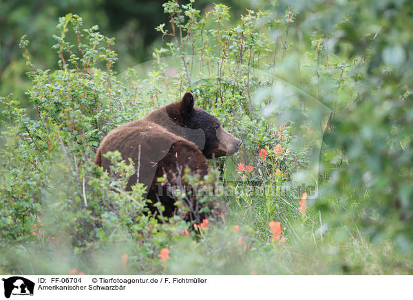 Amerikanischer Schwarzbr / American black bear / FF-06704