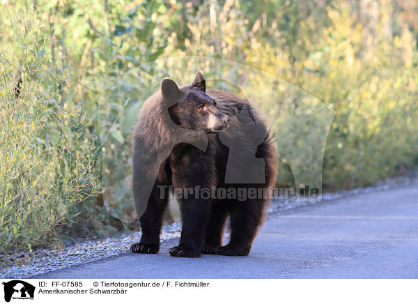 Amerikanischer Schwarzbr / American black bear / FF-07585