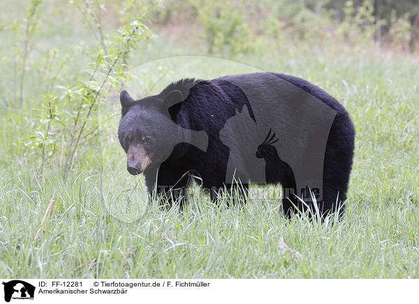 Amerikanischer Schwarzbr / American black bear / FF-12281