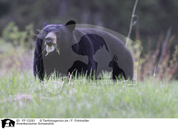 Amerikanischer Schwarzbr / American black bear / FF-12291