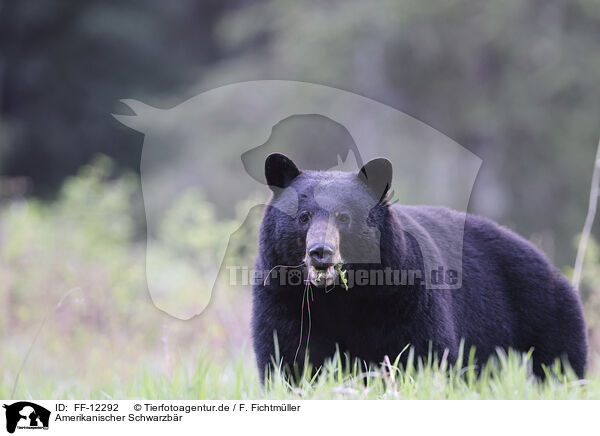 Amerikanischer Schwarzbr / American black bear / FF-12292