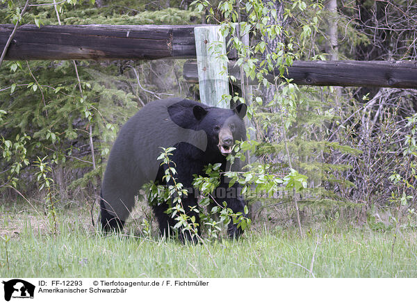 Amerikanischer Schwarzbr / American black bear / FF-12293