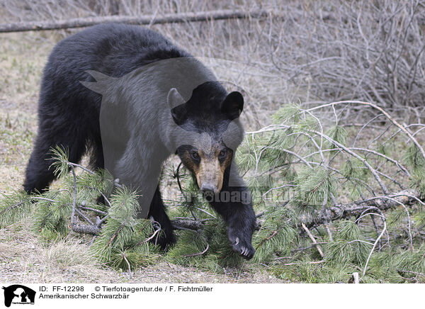 Amerikanischer Schwarzbr / American black bear / FF-12298