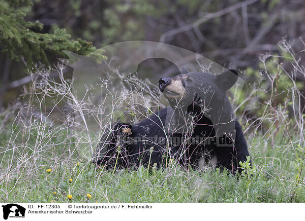 Amerikanischer Schwarzbr / American black bear / FF-12305