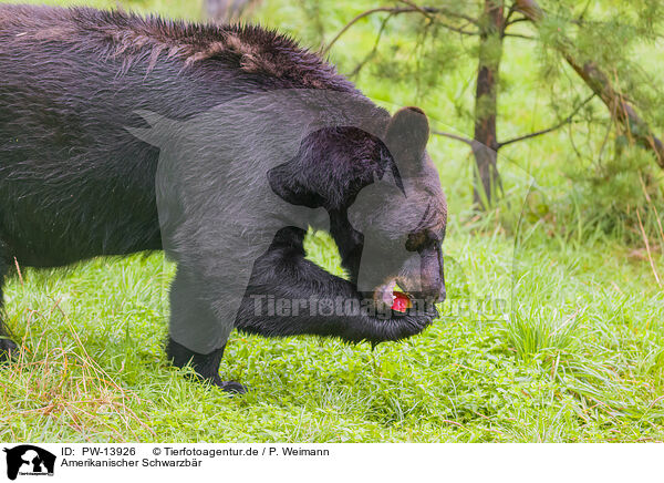 Amerikanischer Schwarzbr / American black bear / PW-13926