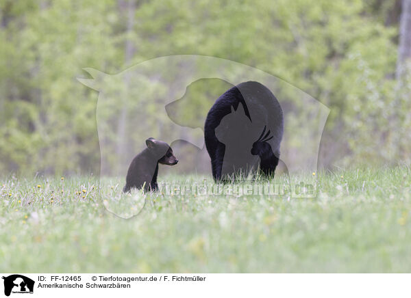 Amerikanische Schwarzbren / American black bears / FF-12465